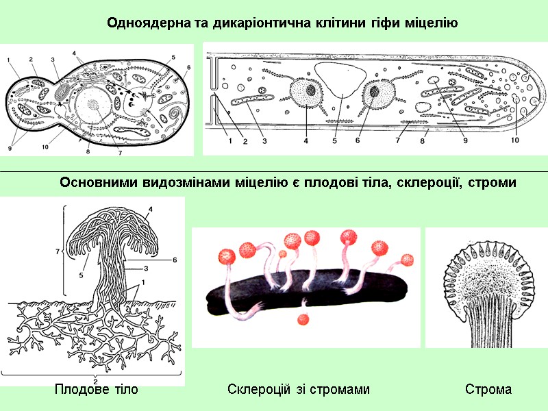 Одноядерна та дикаріонтична клітини гіфи міцелію Основними видозмінами міцелію є плодові тіла, склероції, строми